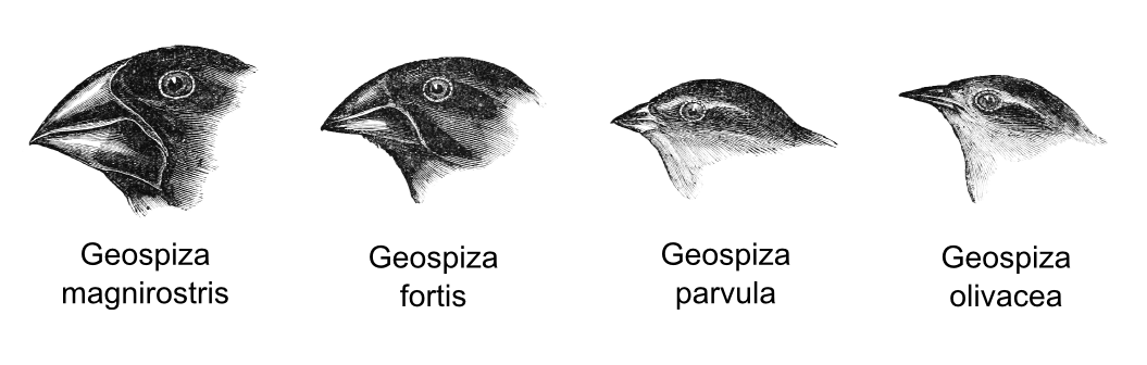 Genetic Algorithms Darwin Finches