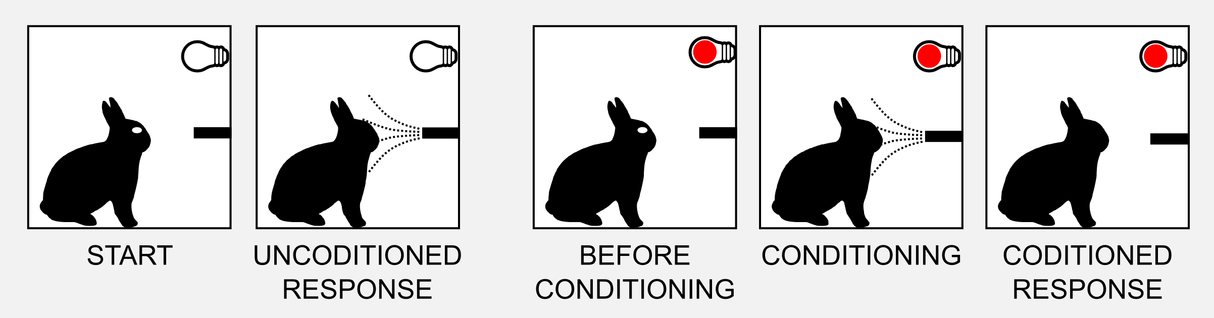 Eyeblinking Conditioning in Rabbits