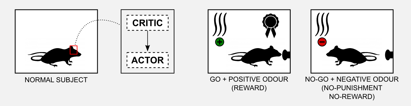 Reinforcement Learning Actor-Critic Go No-Go normal rats result