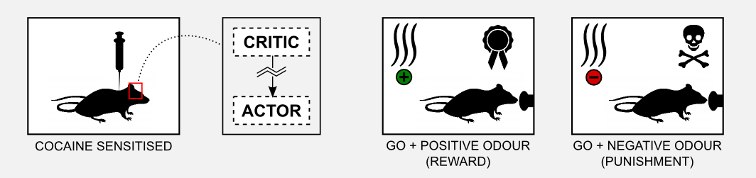 Reinforcement Learning Actor-Critic Go No-Go sensitised rats result