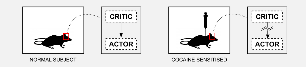 Reinforcement Learning Actor-Critic Rats cocaine effect